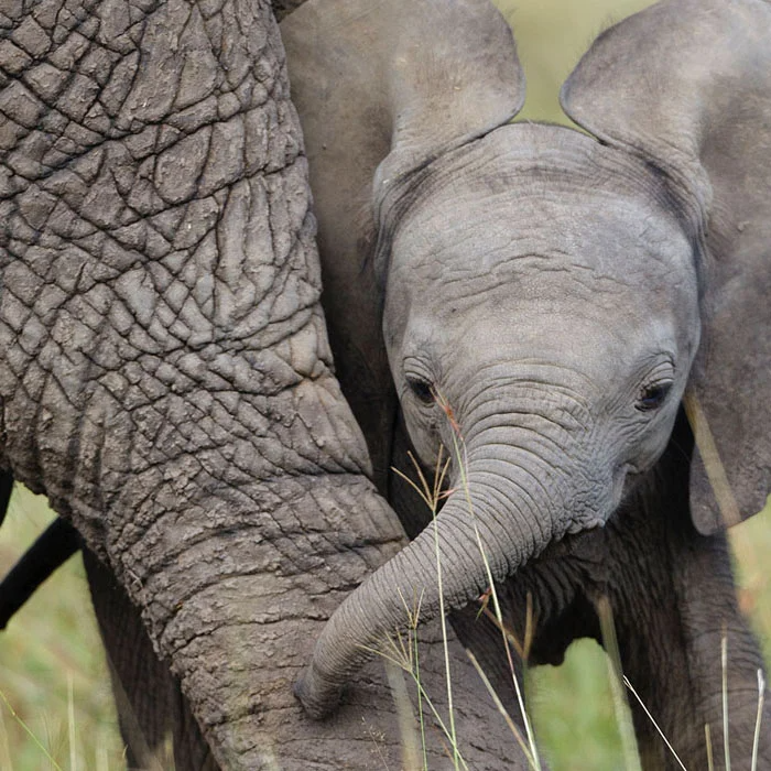 An Old Fashion Dumping