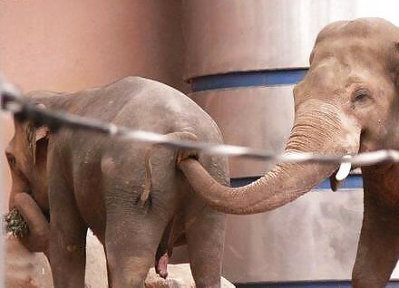 elephant sticks trunk up another's anus