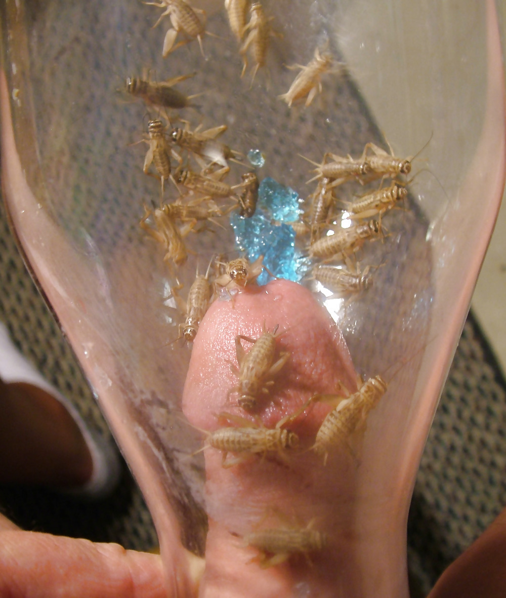 insects in the penis