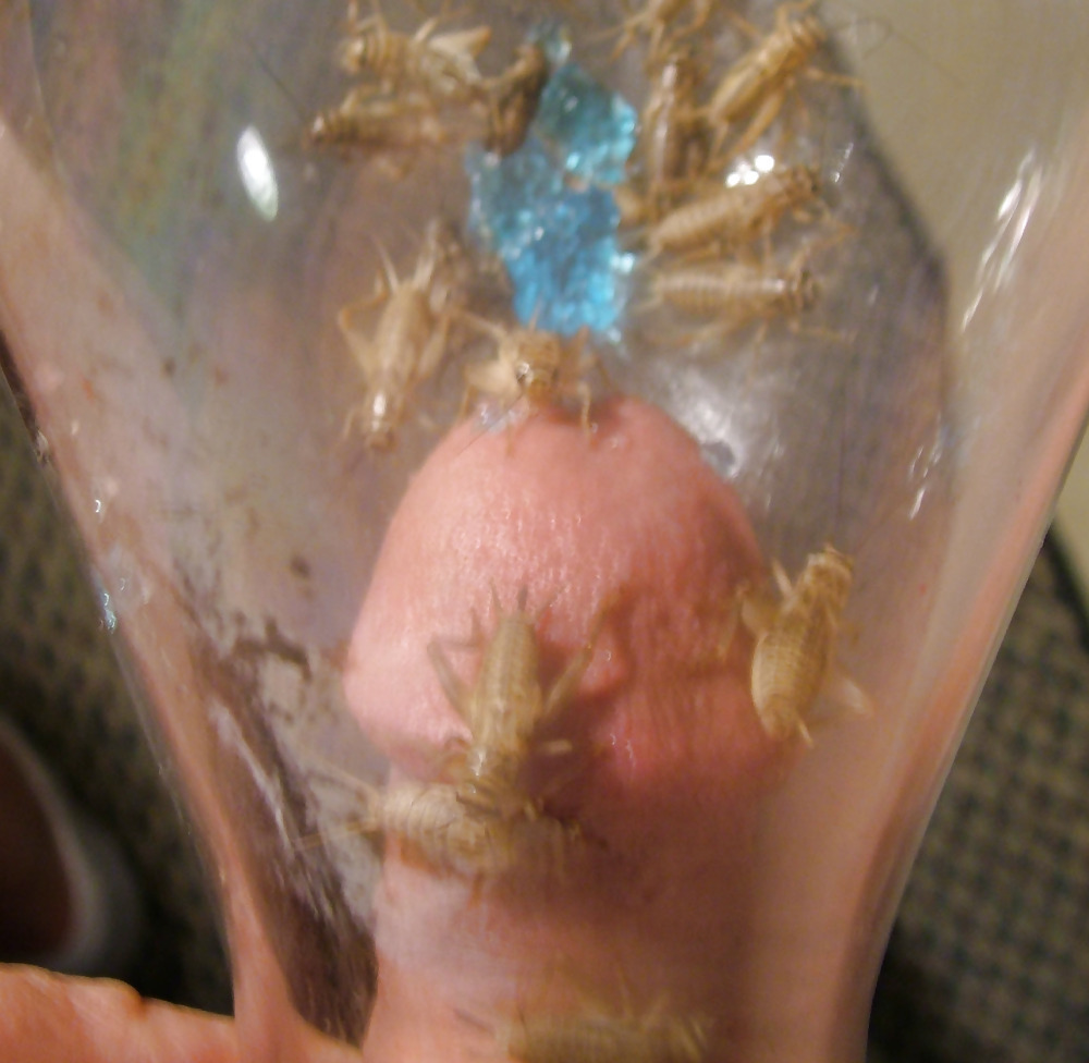 insects in the penis