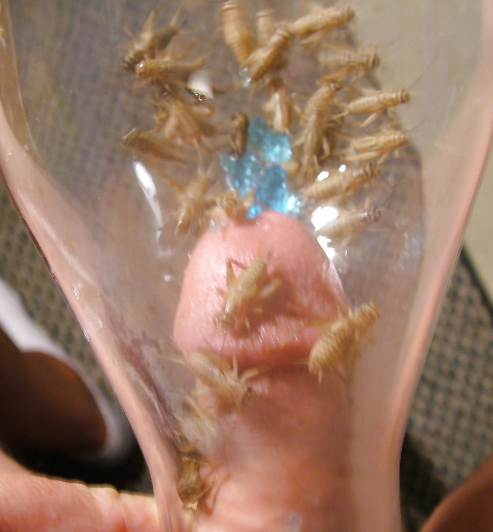 insects in the penis