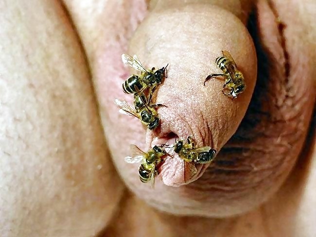 bees on the penis