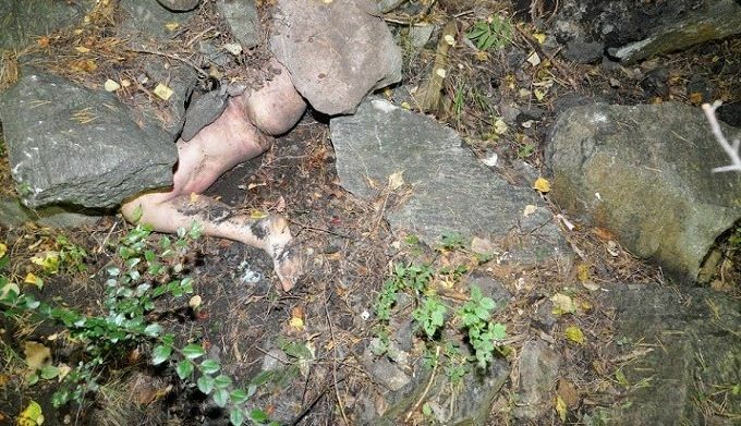 dead body found hidden in the woods