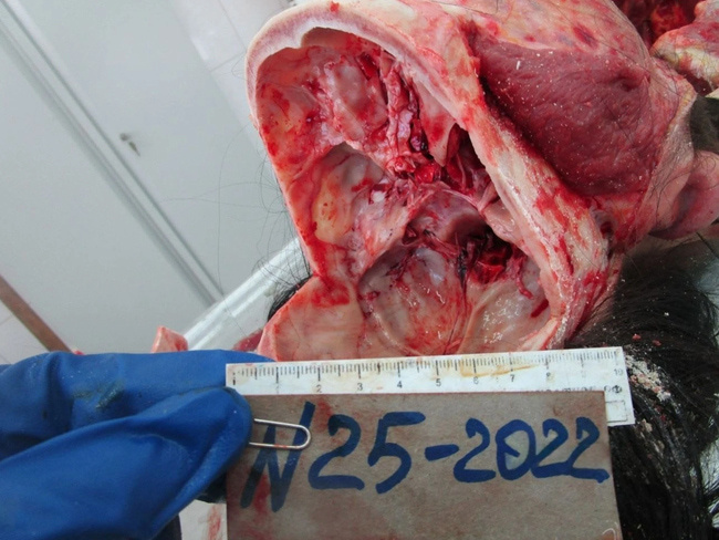 The Beautiful Autopsy