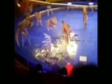 Lion Attack at the Circus different point of view