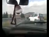 Runaway bull attacks a car