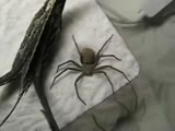 Big ass spider is camera shy