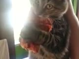 Cat wont give up pizza