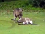 Kangaroo wrestling this is new to me