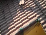 Bat Infestation under Tile Roof