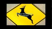 Move the deer crossing signs please!