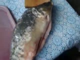 Russian speaking fish