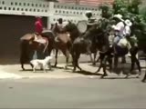 Pitbull attacks horsemen and is shot by cop.