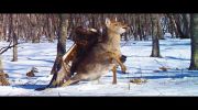 Golden Eagle Attacks ANd Catches Deer