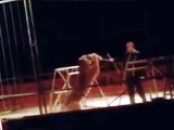 Tiger Attacks Trainer Midway Through Circus Performance