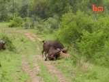 Buffalo whoops Lion's ass to save his friend