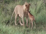 Lion Protects A Buffalo Calf From Another Lion