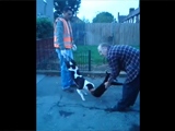 Pitbull Trying To Rip A Cat Apart - Owners Play Tug Of War