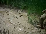 This Guy Really Loves Mud