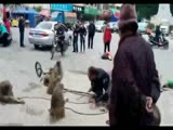 monkey with knife hackes in mans head for show