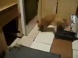 Opposite Day When A Rat Decides TO Attack A Cat