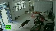 Wild Boar Stuck Inside A Womans House Attacked By The Woman