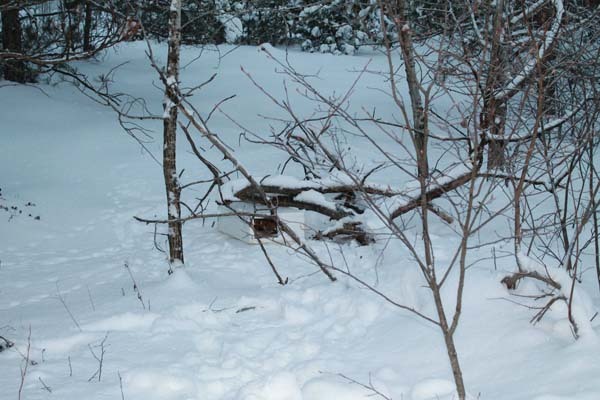 Her Dad Found A Box In The Snow. Nothing Could Prepare Them For What Was In It.