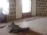 GREAT Idea having a Crocodile as a pet