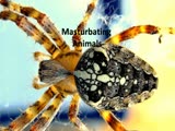 Masterbating Animals Compilation