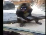 Monkey is having a great time