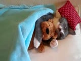 Kitty Loves His Teddy Bear!