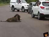 Lion Scares The Shit Out Of Tourist's At An Animal Adventure Park!