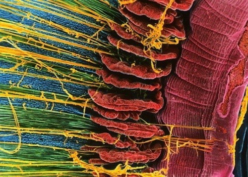 Spectacular images of humans under the microscope