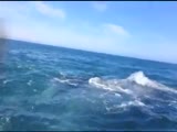 Amazing encounter between a girl and a whale.