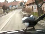 Magpie Hitches Lift With Woman Driver