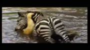 Zebra Drowning a Lion to escape