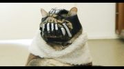 Bane-Cat