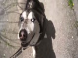 Alaskan Husky Loves His Massage!