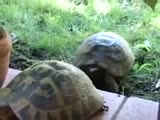 Rough Turtle Sex