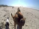 Two Legged Boxer Puppy Ejoys A Day At The Beach!