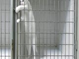 Kitty Learns How To Break Out Of His Cage and Into Freedom!