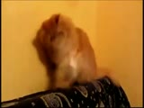 Bird Trolling Cat