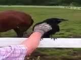 A Raven Stuck With Porcupine Quills Asks Human For Help
