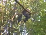 62 year old honey collector being stung by a swarm of bee's