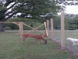 deer eats blackbird