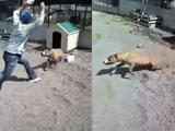 Idiot Teasing A Pitbull On A Chain Gets Instant Karma