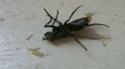 Close-up of a fly releasing maggots