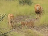 Lion Teaches His Cub How To Roar!