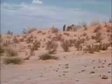Bushmen steal cheetah's kill