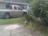 Cat Catches Bully Of A Bird In Mid Air